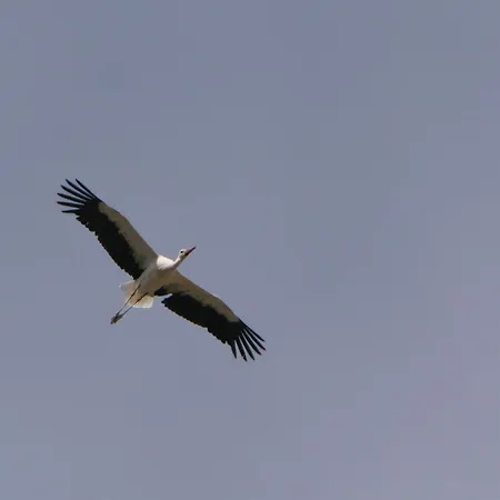 Auerhahn Auerhahn 403 * Hahnenkopf