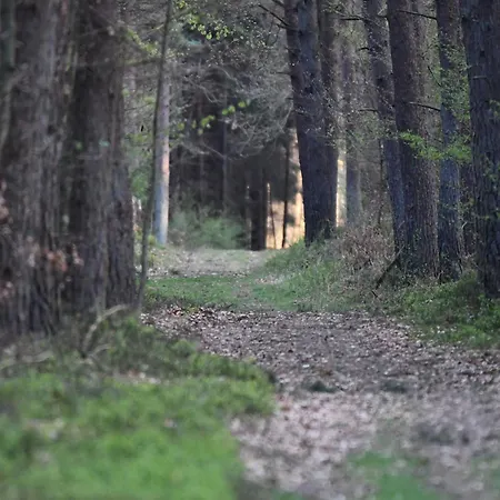 Auerhahn Auerhahn 403 Ferienhaus Hahnenkopf