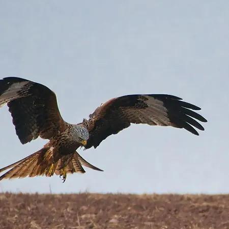 Ferienhaus Auerhahn Auerhahn 403 Hahnenkopf