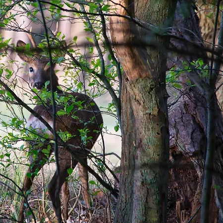 Auerhahn Auerhahn 403 *