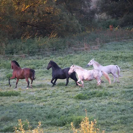 Auerhahn Auerhahn 403 * Hahnenkopf