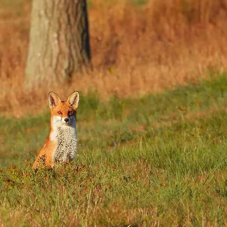 Auerhahn Auerhahn 403 * Hahnenkopf