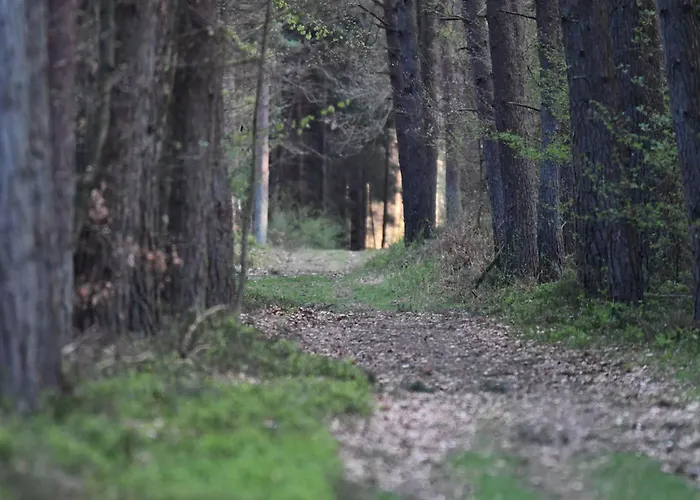 Auerhahn Ferienhaeuser Auerhahn 403 度假居 Hahnenkopf