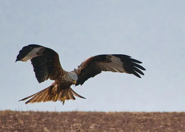 度假居 Auerhahn Ferienhaeuser Auerhahn 403 Hahnenkopf