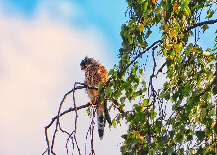Auerhahn Ferienhaeuser Auerhahn 403 Hahnenkopf