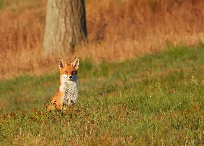 Auerhahn Ferienhaeuser Auerhahn 403 * Hahnenkopf